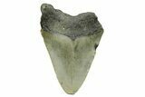 Bargain, Juvenile Megalodon Tooth - North Carolina #294434-1